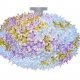 Color Technopolymer (Bloom Ceiling) Lavender